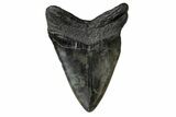 Fossil Megalodon Tooth - South Carolina #168026-1